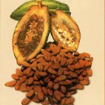 cacao